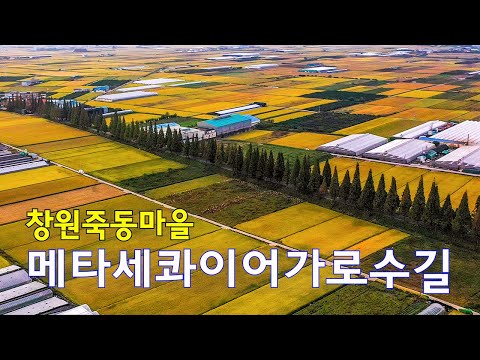 창원메타세콰이어길 4k드론영상 | 동읍죽동마을 | 창원마산여행 | 창원마산가볼만한곳 | 4k Drone Footage144