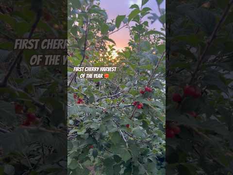 Today on the Homestead: Sunset Harvest of Nanking Cherries | High Altitude Gardening #shorts