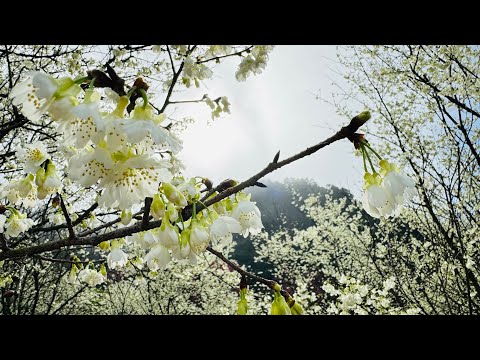 2024年2月4日三峽大熊櫻花祭