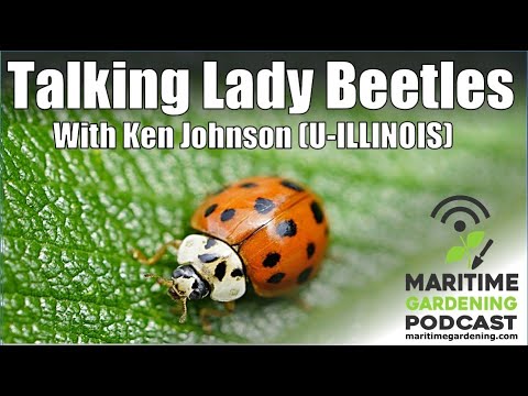 Talking Lady Beetles with Ken Johnson