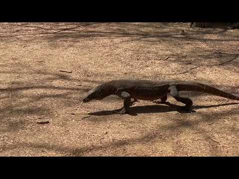 Holland America Line Maasdam Part 5 Komodo Island National Park