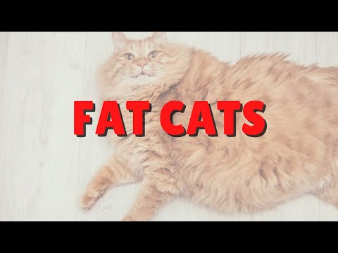 Helping Clean Fat Cats | Two Crazy Cat Ladies