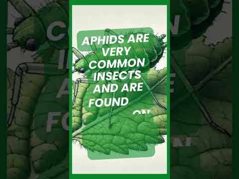 Quick Guide to Aphids: Identify & Control These Garden Pests 🪲🌱