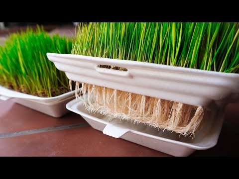 Methods of Propagating Gardening Plant Vegetables on the Balcony for Beginners