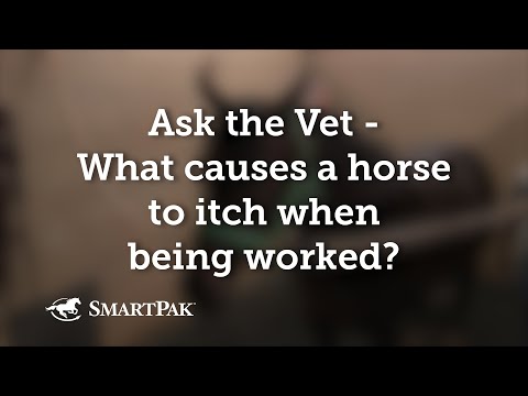 Ask the Vet - What causes a horse to itch when being worked?