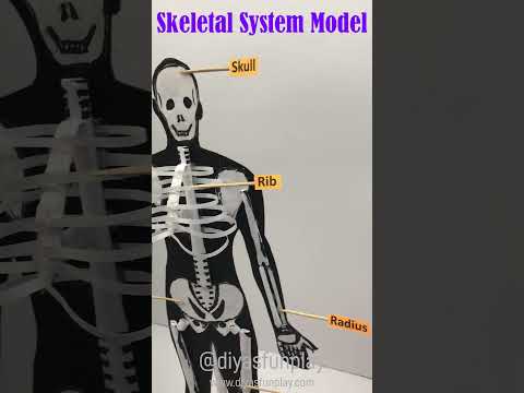 skeleton system model - #shorts - #scienceproject - #diyasfunplay - #skeletalsystem