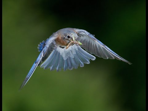 Nature's Best Hope by Doug Tallamy