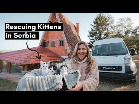 This Changed Our Life - Rescuing 3 Kittens in Serbia