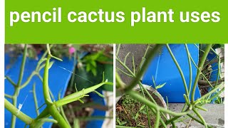 pencil cactus plant uses||Terrace Gardening||Green Terrace.