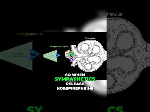 Renin and the RAAS Explained #shorts  #anatomy #science #renin