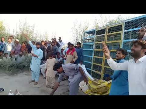 kabootar Race in South panjab // Famous pegion Master Jam Arshad // Big Competition in Punjab side