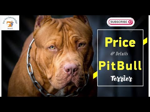 Pitbull dog information #doginformation #doglover #dogpricelist