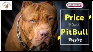 Pitbull dog information #doginformation #doglover #dogpricelist