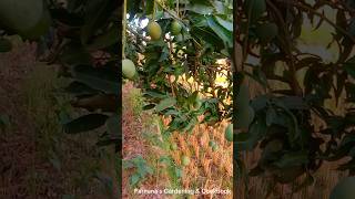 Amazing Mango Fruit Garden Farhana's gardening channel #mango #gardeningchannel #nature #gardening