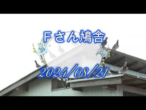 Ｆさん鳩舎　2024年８月21日