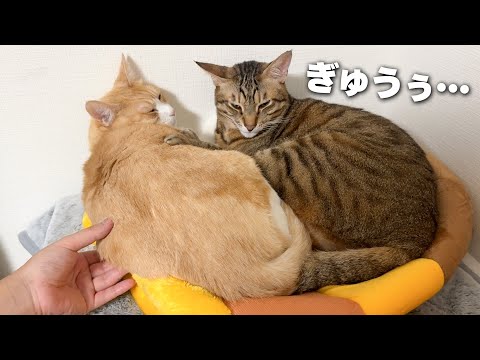 寒くなってきたので猫たちがミチミチになってぎゅうぎゅうって感じになっているよ