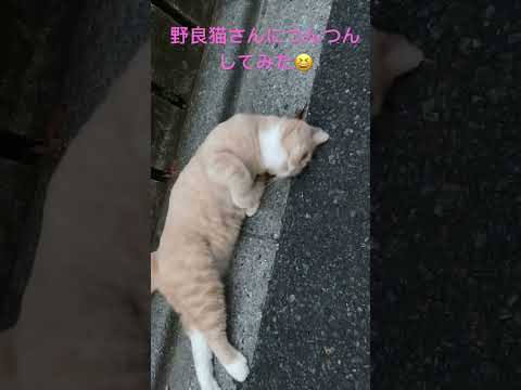 #野良猫 #ねこのいる暮らし #ねこ動画 #cat