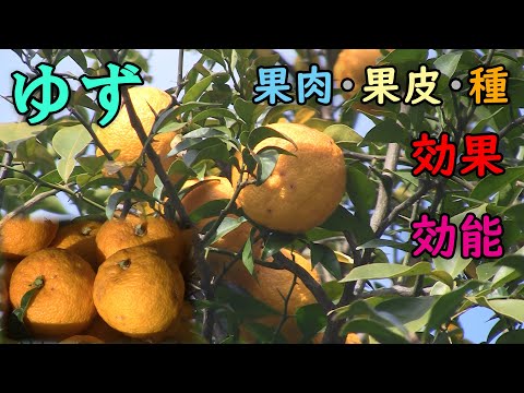 【柚子】ゆずの効果・効能