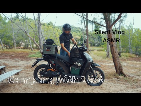 Camping with two cats at Ho Coc beach | Silent Vlog