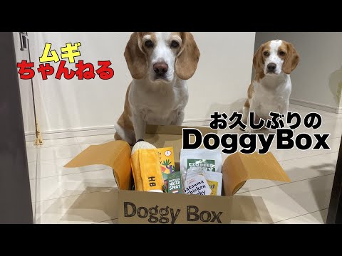 【ビーグル】Doggy Box3月号