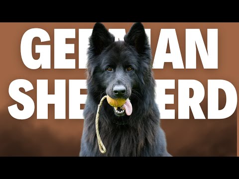 German Shepherd 101 - Everything You Need To Know