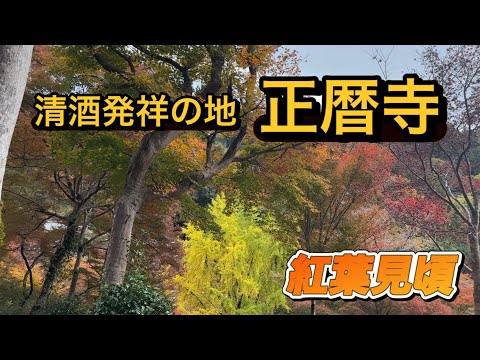 【奈良・正暦寺紅葉】2024年11月27日撮影　大門跡から本堂まで続く500mの区間がもみじ🍁の木々に覆われ、紅葉見頃を迎えています　　#なら#こうよう