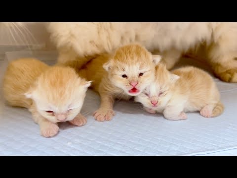 【マンチカンの子猫】目が開いてきて子猫のお顔が気になる件 ～猫のいる生活Vol.1003～出産動画 マンチカン短足・ミヌエット・ペルシャ猫専門ブリーダー『ペット蔵人』【子猫の成長記録】