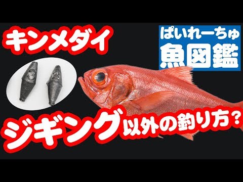 【魚図鑑 キンメダイ】胴付き仕掛けで船釣り！沖釣りで狙うならコイツ！刺身は絶品・・・