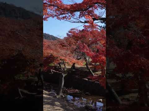 nara in japan　 #japanwalker #Japan #nara