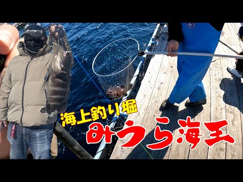 【みうら海王】ファミリーから本格派まで向け都内近郊の海上釣堀で大物狙ってみた