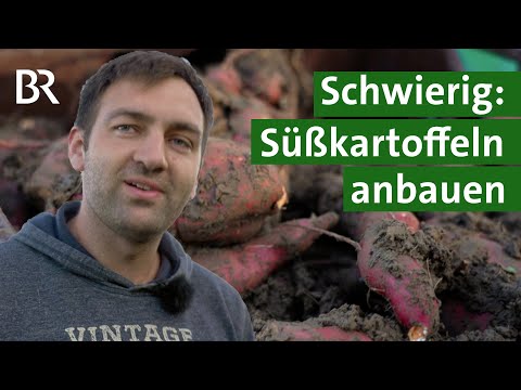 Süßkartoffeln anbauen in Deutschland: Klappt das? | Unser Land | BR