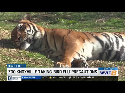 Zoo Knoxville taking precautions against Bird Flu hoping to protect their lions and tigers