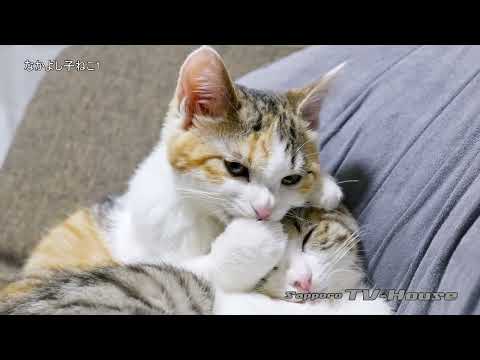 なかよし子ねこ1 Friendly kittens