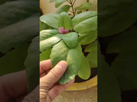 पथरी की बीमारी के लिए रामबाण ईलाज 🌱😱 | Pattharchata Plant | #shorts #trending #shortsvideo