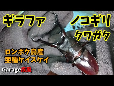 ギラファノコギリクワガタ羽化　亜種ケイスケイ　#クワガタ