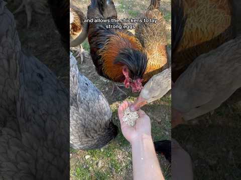 Feeding My Birds Goose Egg Shells! #goose #geese #chickens #eggshells #farmlife