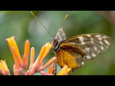 #butterfly(2)#nature#fly#play