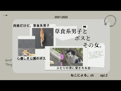 草食系男子とボスとその女。【野良猫】【保護猫】