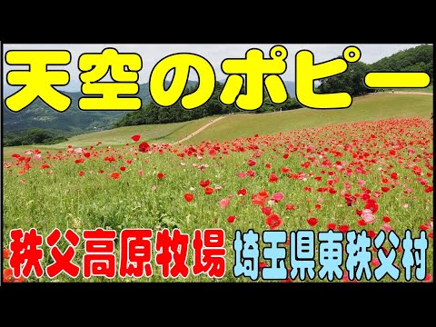 秩父の山に広がる『天空のポピー』　埼玉県秩父郡東秩父村