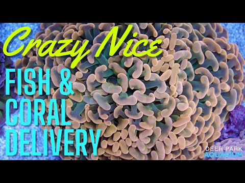 Crazy nice new fish and coral (and new store update!)