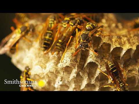 How Paper Wasps ‘Tap’ to Select the Identity of their Larvae 🪰 Into The Wild New Zealand