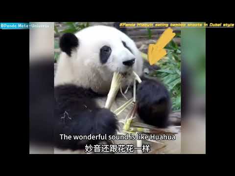 迪拜式吃笋的大熊猫妙音 Panda Miaoyin eating bamboo shoots in Dubai style#panda #cute #redpanda #giantpanda