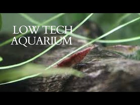 Update on aquariums! Low tech  aquarium and the medium one with fryes