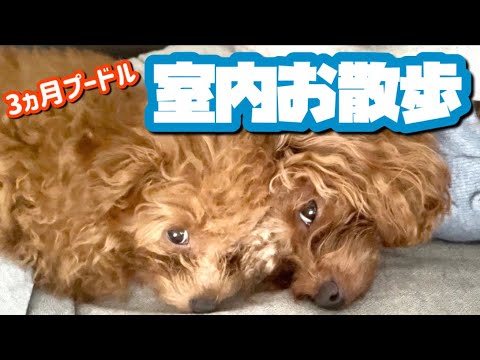 散歩の練習🐩室内でお散歩する様子がこちらです【3ヵ月プードル】