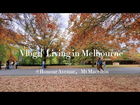 Vlog｜Living in Melbourne｜Honour Avenue Mt Macedon｜在马其顿山的落叶上牵你的手｜马其顿山枫叶｜赏秋｜墨尔本打卡