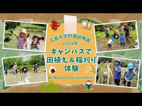 2024年広島大学附属幼稚園の園児らがキャンパスで田植え＆稲刈りを体験