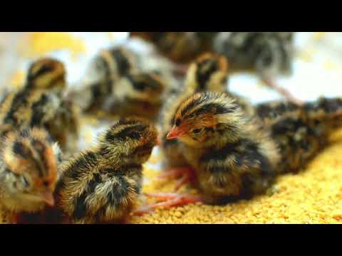 Baby Birds | Copyright Free Video Footage