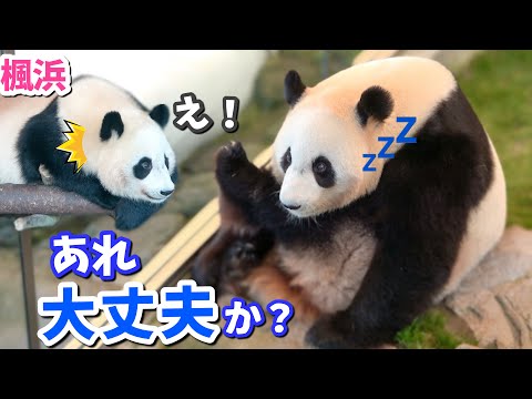 【パンダアイドル🐼楓浜】結浜、また夢の中？楓浜が心配の嵐！