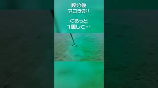 【釣り水中カメラ】エソで泳がせ釣り→マゴチの捕食はなるほど…#マゴチ　#エソを泳がせ　#水中映像　#捕食