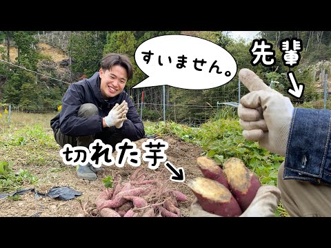 楽しくさつまいも収穫のはずが。【家庭菜園】